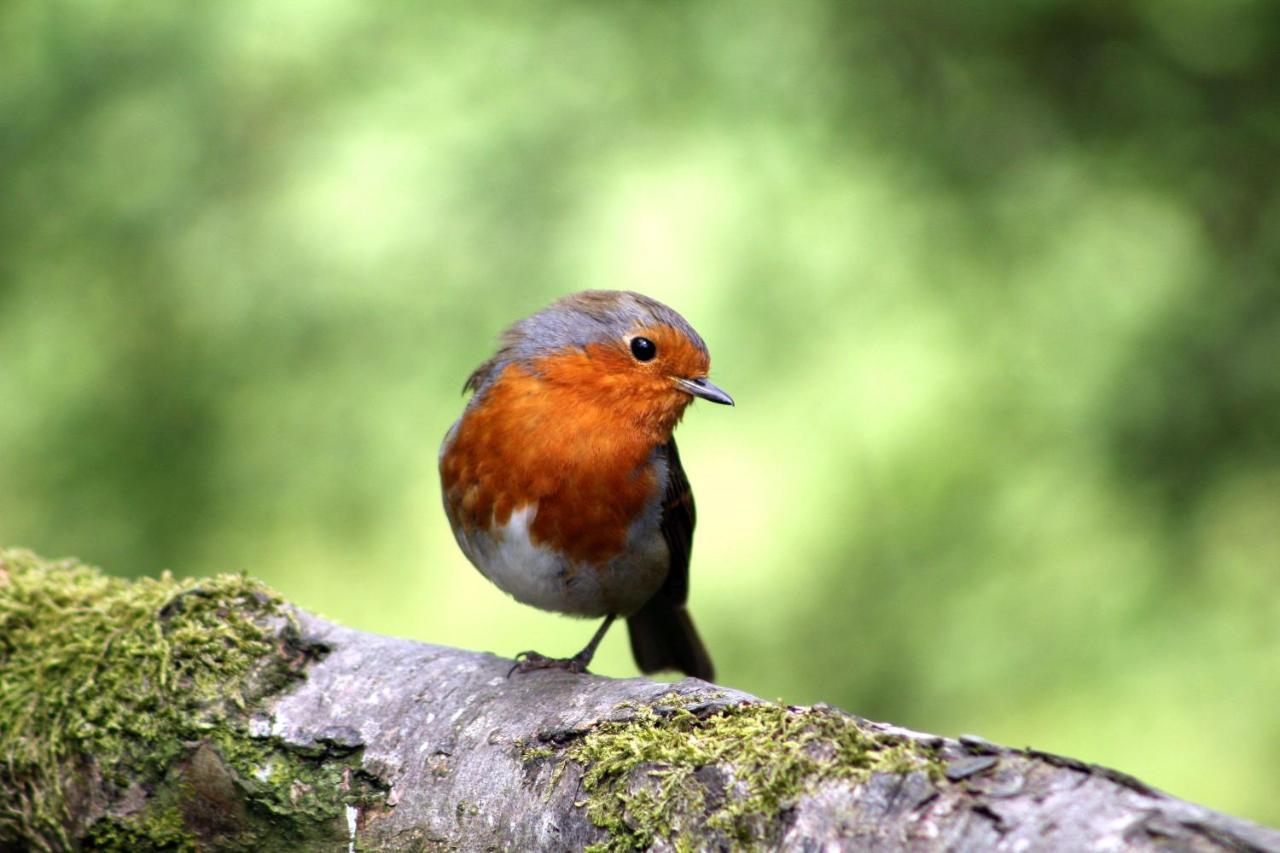 Vakantiehuis Vliegend Hert Veluwe Nunspeet Dış mekan fotoğraf