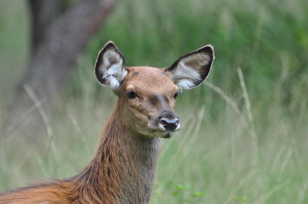 Vakantiehuis Vliegend Hert Veluwe Nunspeet Dış mekan fotoğraf