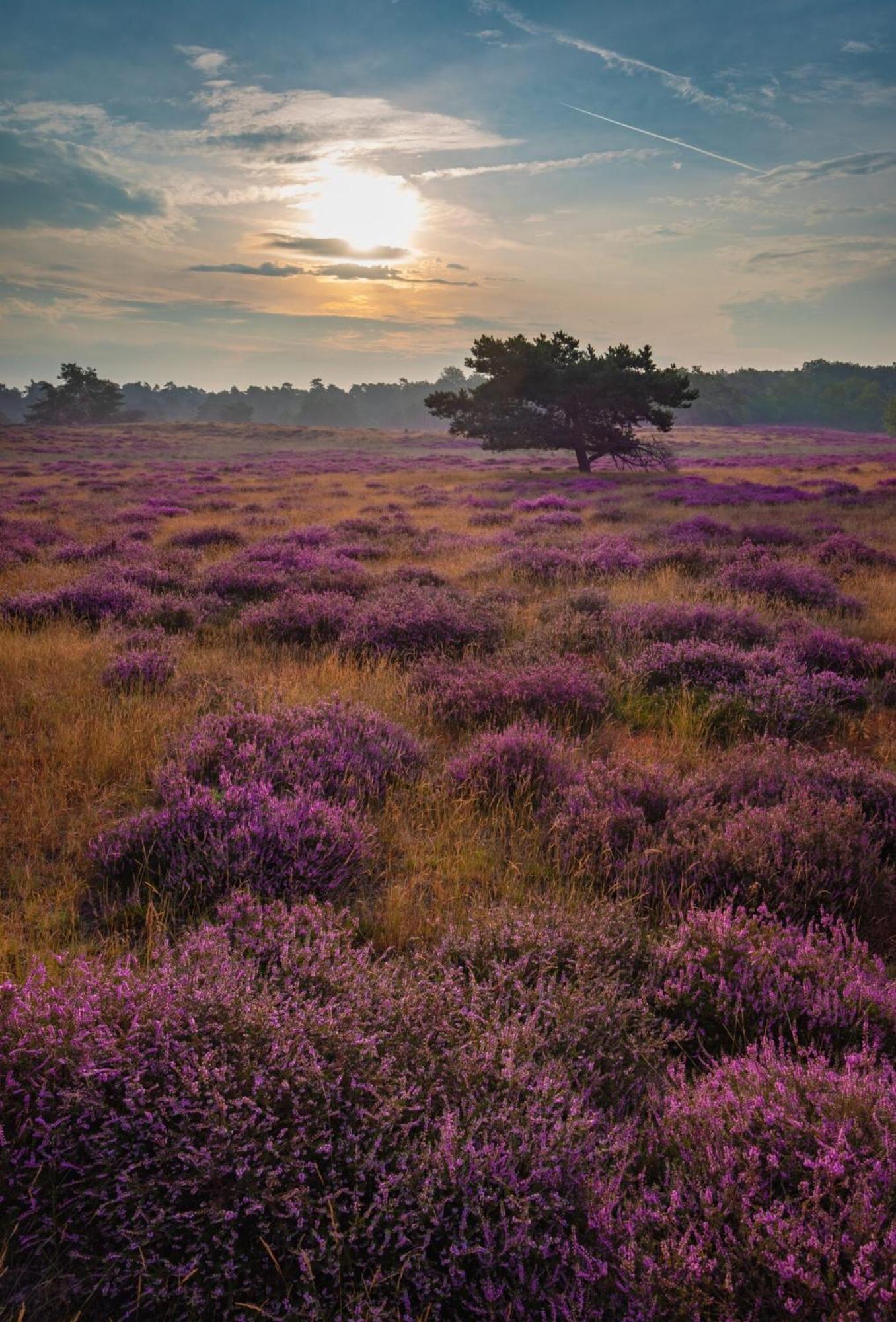 Vakantiehuis Vliegend Hert Veluwe Nunspeet Dış mekan fotoğraf